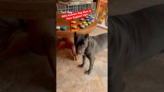 📣 My Cane Corso Says quotMOMMYquot in ENGLISH You’ll LOVE What She Says Next shorts talkingdog [upl. by Ahsilet772]