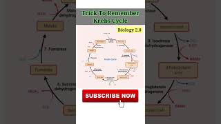 Krebs Cycle  Biology 20 [upl. by Nuli]