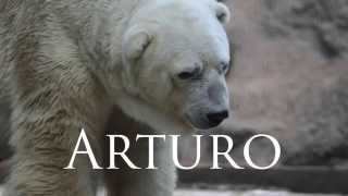 Arturo the Polar Bear going insane [upl. by Tnairb123]