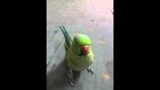 TALKING PARROT BEAUTIFUL VOICE [upl. by Yeca117]