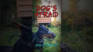 Funny dogs getting scared doberman slomotion slomoshorts [upl. by Oicor]