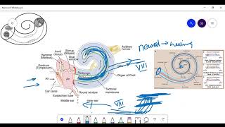 The hearing apparatus Weber test and Rinne test [upl. by Alimac]