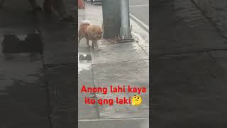 Kakaibang chow chow🤔😱 viralvideo trindeing shortvideo dogowner shortvideo [upl. by Ibmat382]