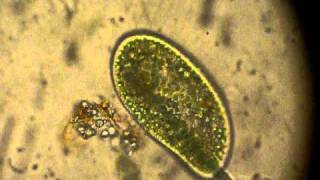 Paramecium digeriendo microalgas [upl. by Nee]