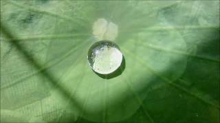 Idrofobicità delle foglie di Loto Hydrophobicity of lotus leaves [upl. by Gosser809]