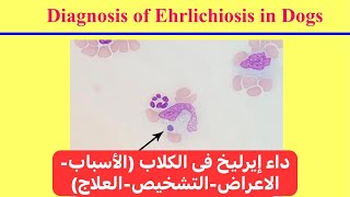 داء إيرليخ فى الكلاب الأسبابالاعراضالتشخيصالعلاج Ehrlichiosis in Dogs [upl. by Celia251]