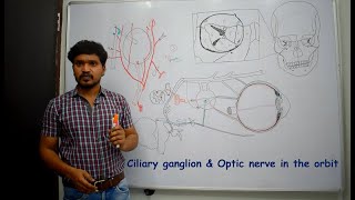 Anatomy of Ciliary ganglion amp Optic nerve Contents of orbit2Simplified amp made easy 4 beginners [upl. by Buckler484]