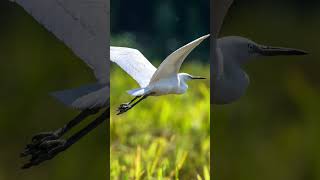 Many egrets stop on the newlyploughed field after autumn harvest in Qingbaijiang Shizi Village 青白江 [upl. by Seftton]