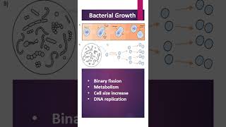 Bacterial Growth [upl. by Dorita401]