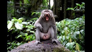 A monkey biting his own fingers and leg angrily  Zoo monkey fight [upl. by Erej]