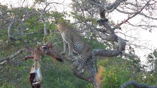 Bullet Safaris Leopard hunt Tanzania 2017 PH Nathan Askew [upl. by Cutter]