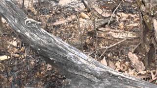 Northern Fence Lizard Courting [upl. by Calbert829]