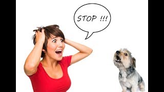 How to Stop Shih Tzu from Barking Excessively  Shih Tzu Housebreaking [upl. by Ellienad]