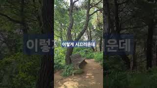 조용한 숲속이라 누가 말했나 숲길걷기 무학산둘레길 만날고개 둘레길 산책 산행 일상 만날고개 무학산 우리동네 숲이보약 posted [upl. by Moritz]