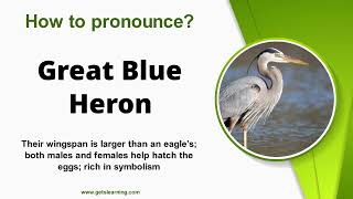 How to Say Great Blue Heron American Accent [upl. by Asenav607]