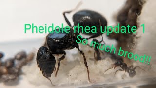 Pheidole rhea update 1 so much brood [upl. by Siram791]