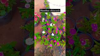 Dianthus chinensisgardening trendingshorts viralshort viralvideoflowers dianthusshortsfeed [upl. by Zipah807]