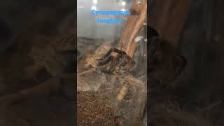 Cyriopagopus longipes female Cambodian Blue Tarantula [upl. by Nicko]