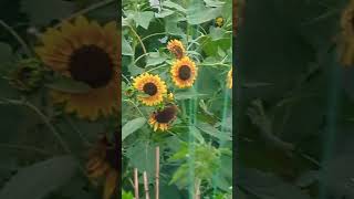 American Goldfinch Loves Eating Sunflower 🌻  amazing beauty sunflower [upl. by Alegnasor462]