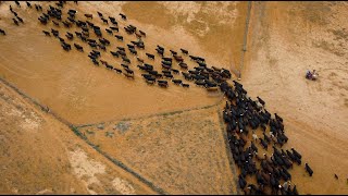 Cattle Muster in Outback Australia From Above [upl. by Anniken]