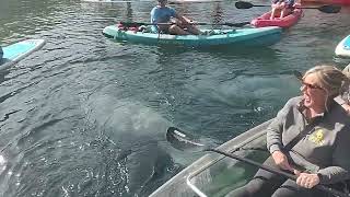 Epic Manatee Encounter at Silver Springs [upl. by Indyc619]