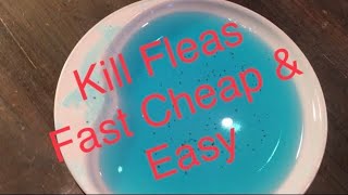 How to Get Rid of Fleas Fast Cheap and Easy See Links  Info in Description 👇🏻 [upl. by Delmore168]