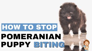 Puppy Biting How To Train Your Pomeranian Puppy To Stop Biting [upl. by Miahc416]