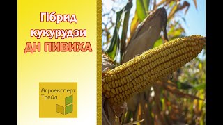 Кукурудза ДН Пивиха 🌽  опис гібрида 🌽 [upl. by Svensen]