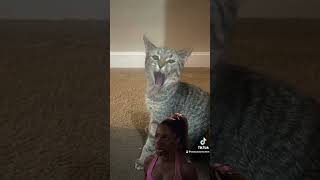 Freeloading cat cat catsoftiktok catfunny meme [upl. by Euqinommod574]