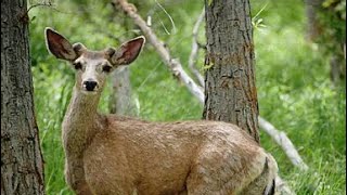 Yucaipa Deputy looks up like a deer after an arrest [upl. by Haizek]