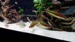 Geophagus Altifrons amp Winemilleri feeding [upl. by Naehgem]