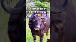 Roti sabji layau re animals wildlife funny cow nature bufflo baffalo buffalo cowshort [upl. by Lenad]