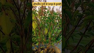 हर घर में होना चाहिए तुलसी का पौधा  Tulsi Plant  organic garden terracegarden kitchengarden [upl. by Ahsitan]