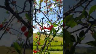 Amarene 2024 🍒  Frutta [upl. by Inol]