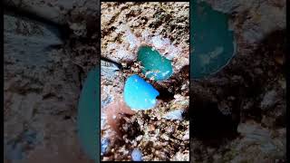 Found Rare stone Crystal While Digging crystals quartz gemstone gems crystalopal crystalstone [upl. by Still]