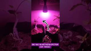 Growing plant under artificial grow light garden gardenflowers trending  shortsvideo [upl. by Neladgam]