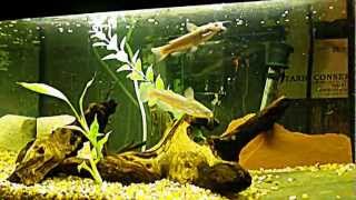 15 gallon Bullhead Catfish tank [upl. by Ecirpac472]