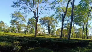 ডিব্ৰুগড় চাহ বাগিচা vlogs [upl. by Nogas117]