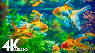 Aquarium 4K VIDEO ULTRA HD 🐠 Beautiful Coral Reef Fish  Relaxing Sleep Meditation Music [upl. by Yk]