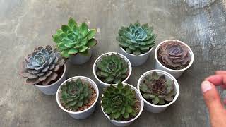 LET’S TALK ABOUT SOME MISTAKES WITH SUCCULENT KEEPING [upl. by Enelhtac299]