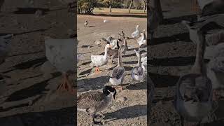 Goose Chaos Feeding Frenzy Erupts at Columbia Park video trending nature [upl. by Michaela]