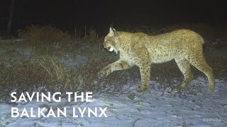 Saving the Critically Endangered Balkan Lynx  Ep 2 Rewilding the Iron Curtain [upl. by Cal]