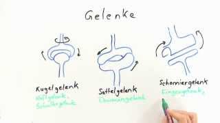 Die Gelenke  Biologie  Humanbiologie [upl. by Atsev760]