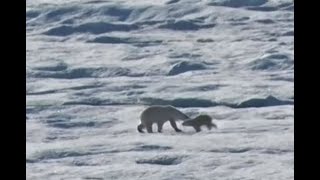 Captan a oso polar cometiendo canibalismo por falta de focas [upl. by Gessner]