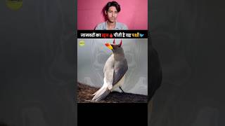 Facts about Oxpecker Bird 🐦  khoon pine wali chidiya 🐦😱  facts created by TheFact 😊 facts [upl. by Donny185]