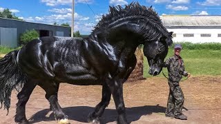 Most Powerful Horse Breed in the world [upl. by Yreffeg87]