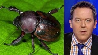 Gutfeld Eat bugs to stop climate change You first Kofi [upl. by Eul283]