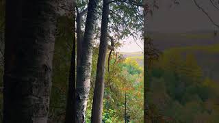 📍Bruce trail caledon nature relaxingmusic trendingshorts trendingvideo bargari4 brampton [upl. by Dualc]