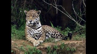 Rewilding Ibera Documentary English version [upl. by Kristof]