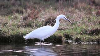 BTO Bird ID  Little Egret and Great White Egret [upl. by Arvad]